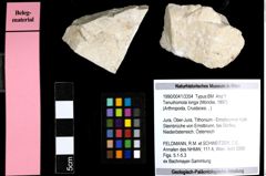 Foto (Objekt + Etiketten) von Tenuihomola longa (Moericke, 1897) 